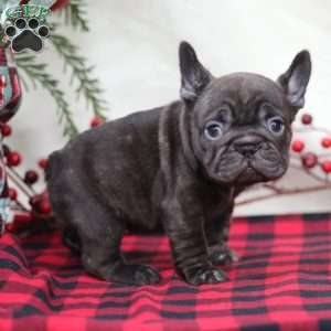 Cocoa, French Bulldog Puppy